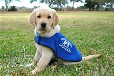  - Thank you from the Guide Dogs for the Blind
