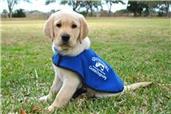 Thank you from the Guide Dogs for the Blind